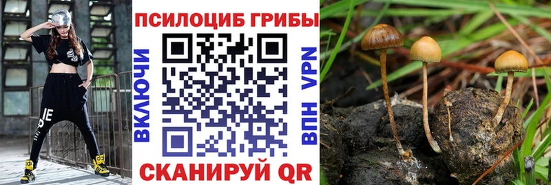 Галлюциногенные грибы Psilocybine cubensis Урус-Мартан